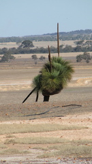 Xanthorrhoea drummondii