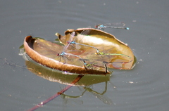 Erythromma najas