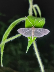 Poliobotys ablactalis