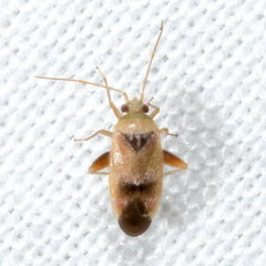 Parthenicus juniperi