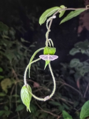 Poliobotys ablactalis