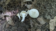 Cuphophyllus angustifolius