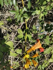 Campsis grandiflora