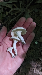 Cuphophyllus angustifolius