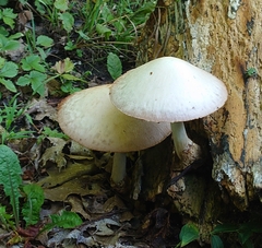 Fungi
