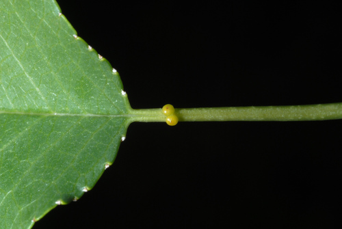 Prunus mahaleb