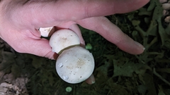 Cuphophyllus angustifolius