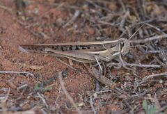 Austracris guttulosa
