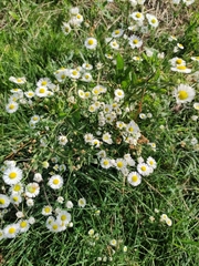 Erigeron