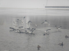 Larus canus