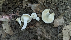 Cuphophyllus angustifolius