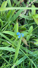 Commelina diffusa