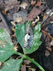 Epinotia brunnichana