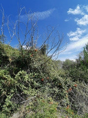 Campsis grandiflora