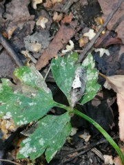 Epinotia brunnichana