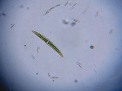 Closterium leibleinii