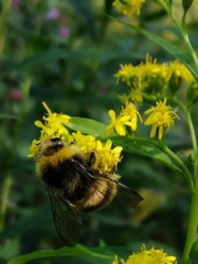Bombus lucorum