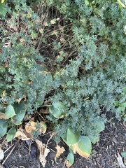 Dasiphora fruticosa