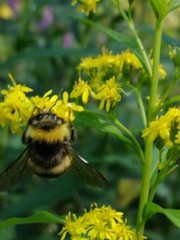 Bombus lucorum