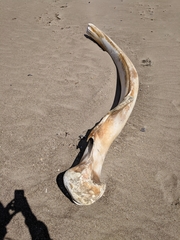 Megaptera novaeangliae