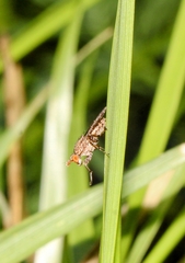 Sciomyzidae