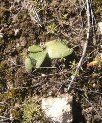 Asparagales