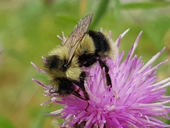 Bombus vagans bolsteri