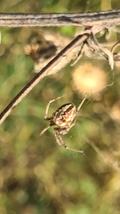 Neoscona adianta
