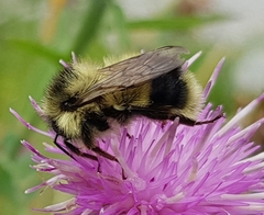 Bombus vagans bolsteri