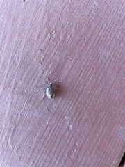 Cucujiformia