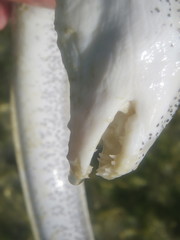 Gymnothorax pictus