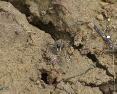 Pardosa laura