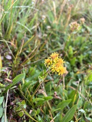 Solidago
