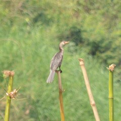 Microcarbo africanus