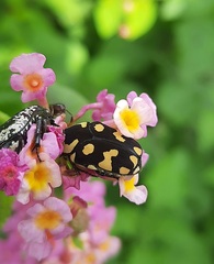 Clinteria klugi