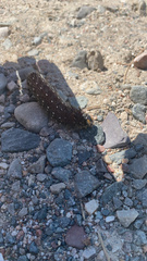 Eacles imperialis pini