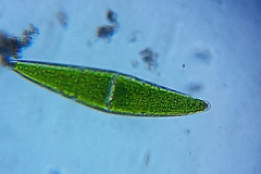 Closterium lunula