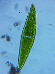 Closterium lunula