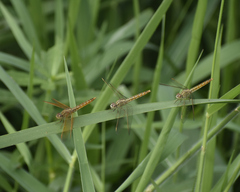 Brachythemis contaminata