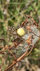 Araneus quadratus