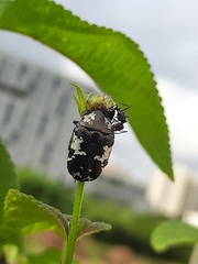 Protaetia aurichalcea