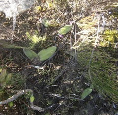 Asparagales