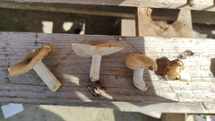 Russula cerolens