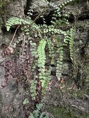 Asplenium trichomanes