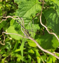 Diplacodes trivialis