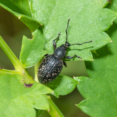 Otiorhynchus tristis