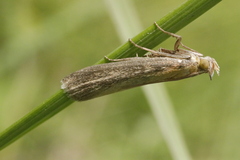 Oncocera semirubella