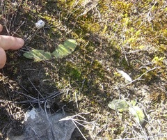 Asparagales
