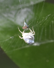 Uloborus