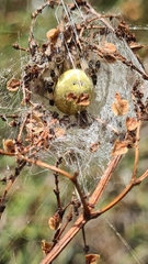 Araneus quadratus
